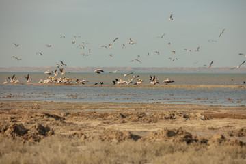 A colony of pelicans.ducks and gulls enjoying the afternoon sun on a sandy island in the Aral sea