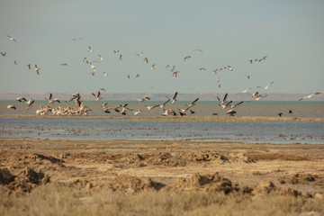 Fototapeta na wymiar A colony of pelicans.ducks and gulls enjoying the afternoon sun on a sandy island in the Aral sea