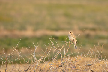 The Calandra lark, the ordinary or the Calandra lark, or gourbi, or calender Melanocorypha calandra — kind of passerine birds of the family Alaudidae Zhavoronkova