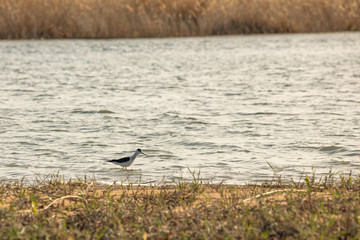 White-tailed Sandpiper Calidris temminckii — Kulik, the size of a Sparrow bird from the snipe family