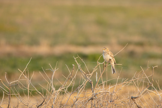 The Calandra lark, the ordinary or the Calandra lark, or gourbi, or calender Melanocorypha calandra &mdash; kind of passerine birds of the family Alaudidae Zhavoronkova