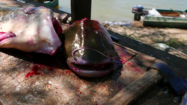 A big catfish recently caught in the river is lying on the table. Carcass cutting has already begun. A picture of the life of a small fishing village in the Volga Delta, in Russia.