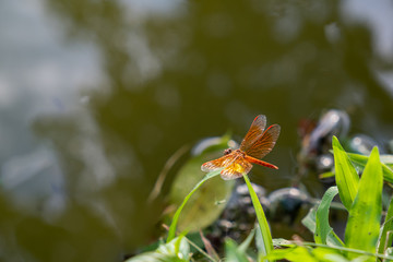 Orange Skimmer Dragonfly or Asian Amberwing