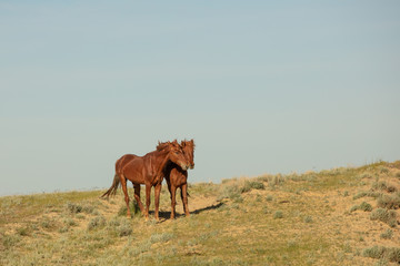 Horses frolic in the open air on a summer day .In the steppes of Kazakhstan