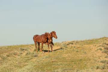 Horses frolic in the open air on a summer day .In the steppes of Kazakhstan