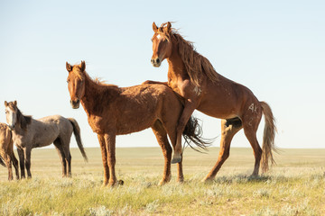 Horses frolic in the open air on a summer day