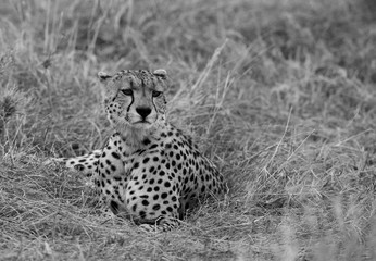 Closeup of a Cheetah after taking a meal in the evening hours, Masai Mara, Kenya