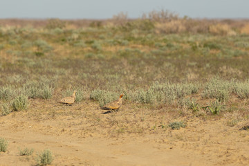 Consequences of the Aral sea disaster.Steppe and sand on the site of the former bottom of the Aral sea.Kazakhstan