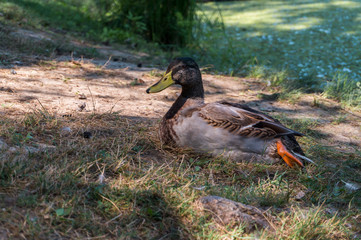 Duck laying at the riverside
