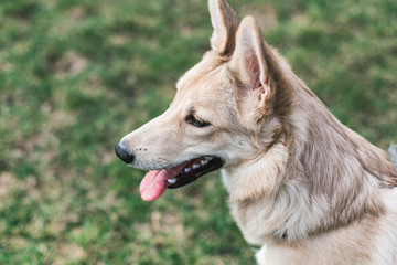 dog, Husky looks into the distance