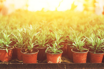pots with plants in the greenhouse at sunset light