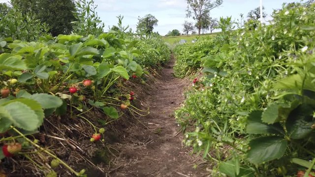 First strawberries bloom during harvest season