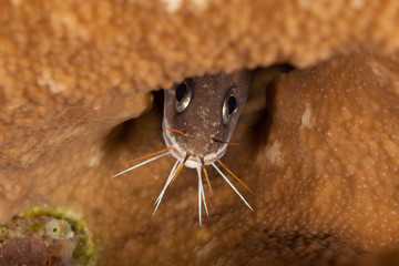 The bearded cusk eel, Brotula multibarbata, is in the order Ophidiiformes and not a true eel