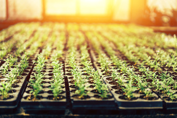 trays with soil for seedlings