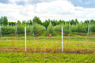 Obraz premium commercial garden apple business green