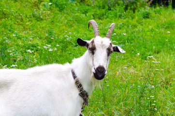Obraz premium white goat on a leash