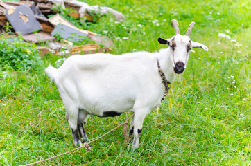 Obraz premium white goat on a leash