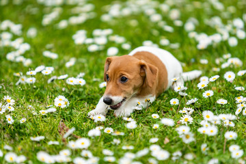 jack russell dog on grass meadow