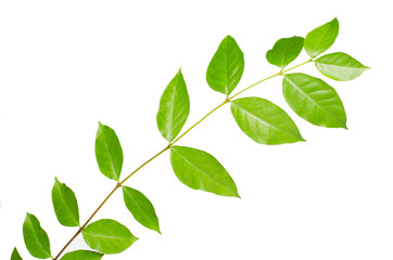 Naklejka na ściany i meble The tree leaves on the white background. The isolated green leaves with clipping path