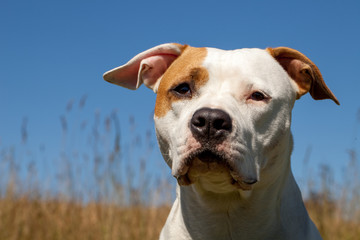 american staffordshire terrier