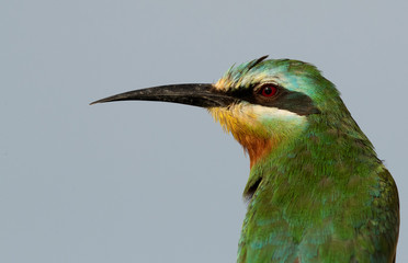 Closeup of Blue-cheeked bee-eater, Bahrain 