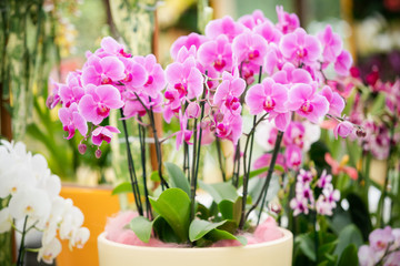 beautiful plant orchid flower. beautiful flowers