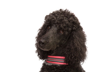 portrait of black poodle dog isolated