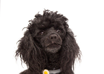 portrait of black poodle dog isolated