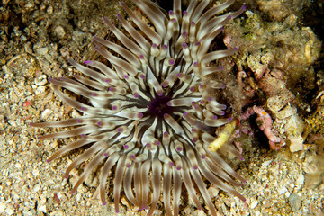 Naklejka na ściany i meble Fat anemone, Thick tentacle anemone,Sea mouth anemone, cribrinopsis crassa