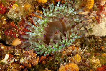 Naklejka na ściany i meble Fat anemone, Thick tentacle anemone,Sea mouth anemone, cribrinopsis crassa