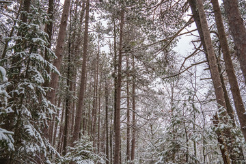 trees in winter forest