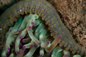 Fat anemone, Thick tentacle anemone,Sea mouth anemone, cribrinopsis crassa