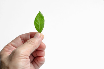 A hand holding a small green leaf on the white background. The isolated green leaf with clipping path