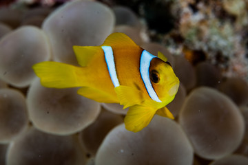 Naklejka na ściany i meble Clownfish or anemonefish are fishes from the subfamily Amphiprioninae in the family Pomacentridae