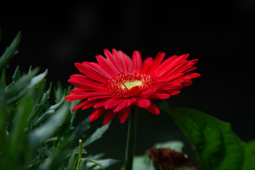  Gerbera daisy on green background