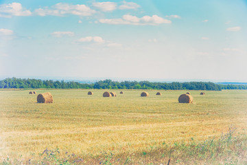 Bales of hay on the field in front of the forest