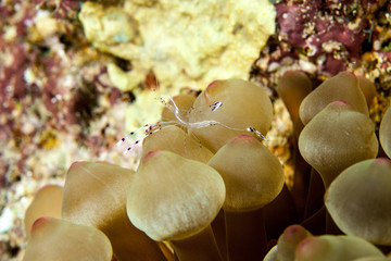 Periclimenes sarasvati, Anemone Shrimp