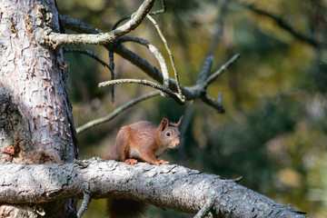 animaux ecureuil cedre