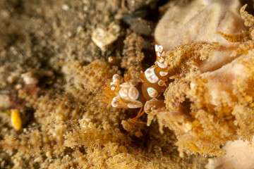 Squat shrimp or sexy shrimp, Thor amboinensis