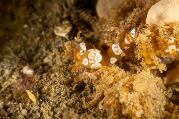 Squat shrimp or sexy shrimp, Thor amboinensis