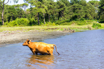 Obraz na płótnie Canvas A brown cow swims across a river on a sunny day.