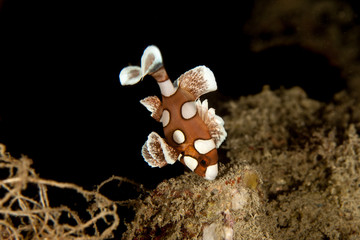 Plectorhinchus chaetodonoides, the harlequin sweetlip