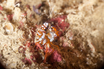 Squat shrimp or sexy shrimp, Thor amboinensis