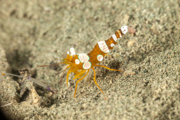 Squat shrimp or sexy shrimp, Thor amboinensis