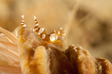 Squat shrimp or sexy shrimp, Thor amboinensis