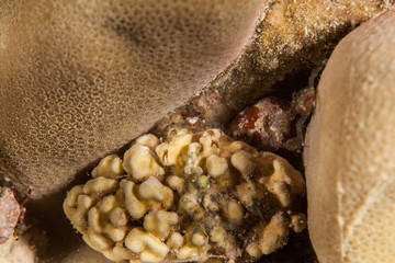 Grey squat lobster, Galathea