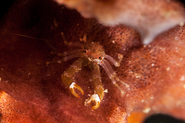Grey squat lobster, Galathea