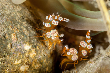 Squat shrimp or sexy shrimp, Thor amboinensis