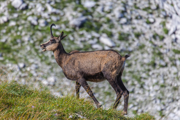 Chamois in the Upper Austrian Mountains