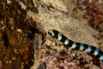 banded sea krait, Laticauda colubrina, sea serpent